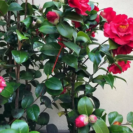 公寓 Le Conterie Blu E Rosse